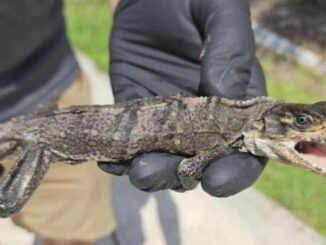 Video: Florida man finds baby iguana in toilet © Jesse Richards, SlethReptiles