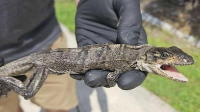 Video: Florida man finds baby iguana in toilet © Jesse Richards, SlethReptiles