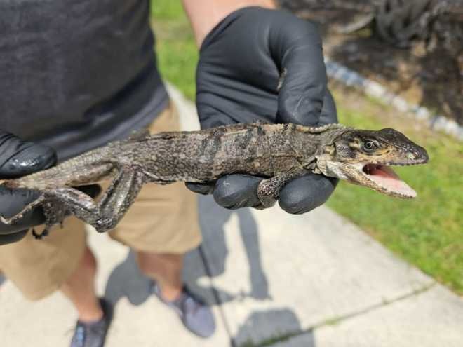 Jesse Richards, SlethReptiles
Port Charlotte man finds baby iguana inside toilet bowl